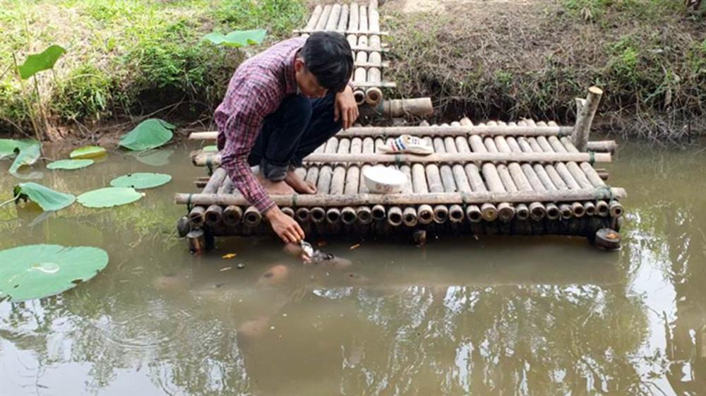 Quá độc, lạ Cần Thơ: Đút từng thìa cơm cho cá ăn như đút cho em bé-1