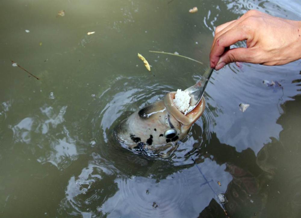 Quá độc, lạ Cần Thơ: Đút từng thìa cơm cho cá ăn như đút cho em bé-2