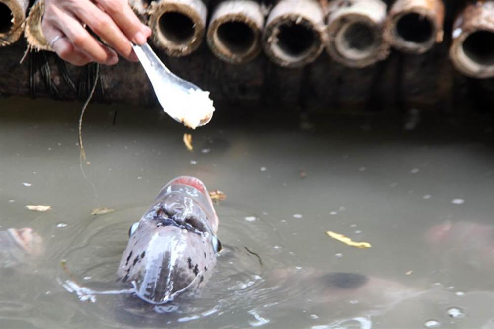 Quá độc, lạ Cần Thơ: Đút từng thìa cơm cho cá ăn như đút cho em bé-3