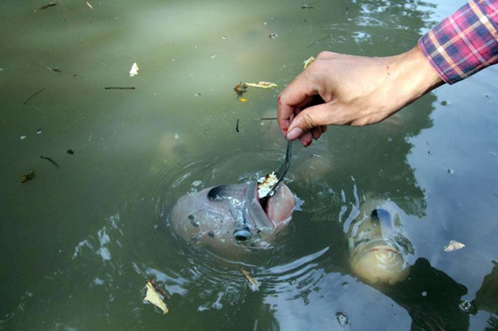 Quá độc, lạ Cần Thơ: Đút từng thìa cơm cho cá ăn như đút cho em bé-6