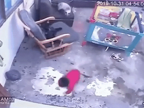 Video: Thấy bé một tuổi sắp rơi xuống cầu thang, con mèo lao tới với hành động gây kinh ngạc