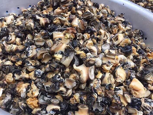 Loài vật tưởng không giá trị, nay được lùng mua giá cao lên đến 70.000 đồng/kg-5