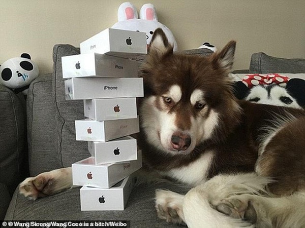 Từng chơi ngông mua 8 chiếc iPhone cho thú cưng, giờ cậu ấm nhà tỷ phú rơi vào cảnh bị cấm khỏi dịch vụ cao cấp vì... không chịu trả nợ-3