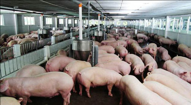 Thịt lợn tăng chưa từng có, do chính dân nuôi thổi giá-1