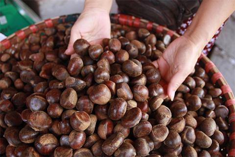 Hạt dẻ Trung Quốc gắn mác Sa Pa, sự thật ngã ngửa-1