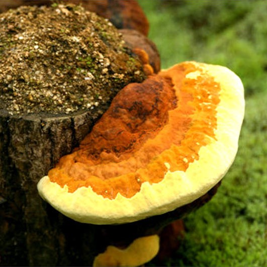 Thập đại đặc sản nấm đẹp như cổ tích lại ngon bổ quý nhất đất Việt-3