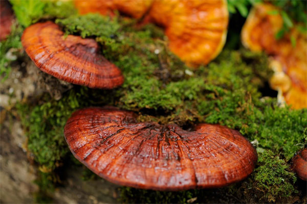 Thập đại đặc sản nấm đẹp như cổ tích lại ngon bổ quý nhất đất Việt-4