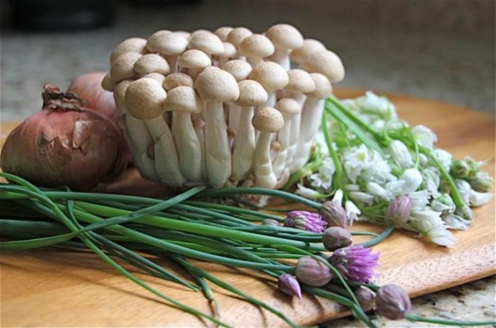 Thập đại đặc sản nấm đẹp như cổ tích lại ngon bổ quý nhất đất Việt-8