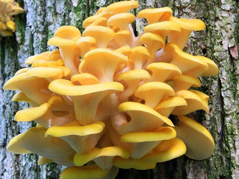 Mua online 40k/kg hồng mật tưởng giá hời, ai ngờ y chang hồng giòn 20k bán ngập chợ dân sinh-6