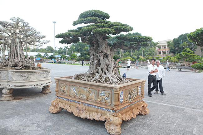 Mua cây sanh cổ quá cao, cắt làm đôi tạo thành 2 cây bán gần 20 tỷ-10