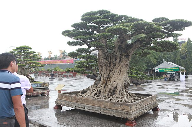 Mua cây sanh cổ quá cao, cắt làm đôi tạo thành 2 cây bán gần 20 tỷ-6