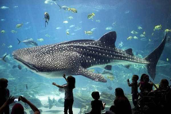 Chủ tịch Vingroup - Top 50 nhân vật có ảnh hưởng nhất ngành công viên giải trí-7