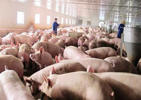 Bộ Nông nghiệp cho rằng, giá lợn hơi tăng không phải do thiếu nguồn cung-1