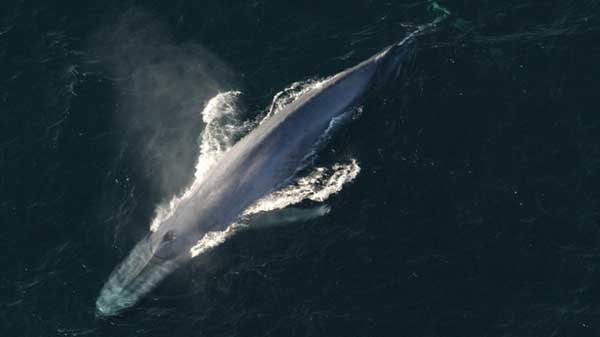 Cuộc chạm trán thót tim giữa cá voi xanh khổng lồ và nhóm người lướt sóng-2