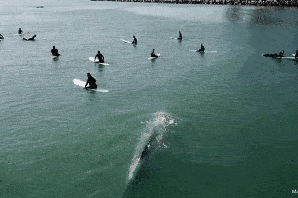Cuộc chạm trán thót tim giữa cá voi xanh khổng lồ và nhóm người lướt sóng-1