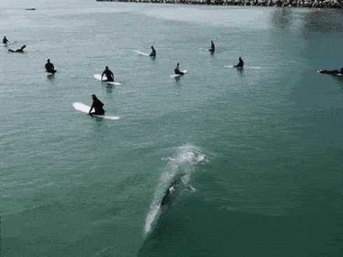 Cuộc chạm trán thót tim giữa cá voi xanh khổng lồ và nhóm người lướt sóng