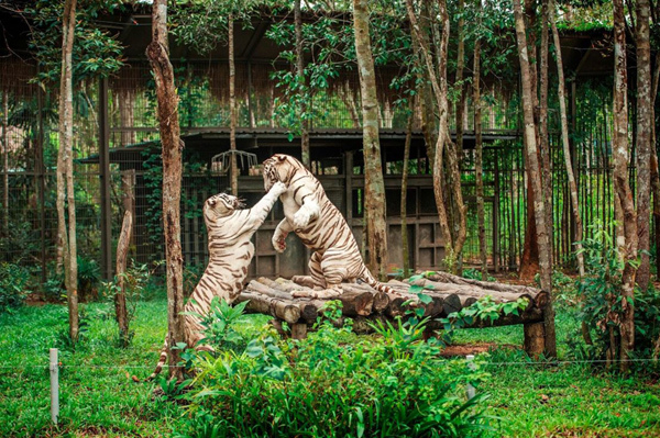 Vinpearl Safari đăng cai hội nghị bảo tồn và phúc trạng động vật lớn nhất ĐNÁ-4