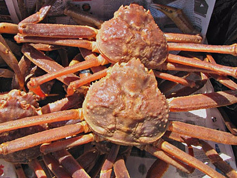 Các loài cua đắt nhất thế giới, có loại giá bằng chiếc ô tô-6