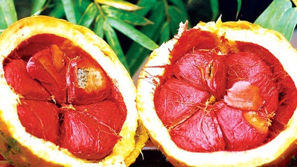 Những loại hạt vừa chữa bệnh vừa tốt gấp tỷ lần thuốc bổ-2