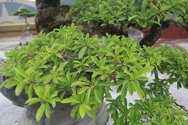 Cây mận rừng 50 tuổi thân nứt như da cá sấu giá hơn 1 tỷ-10