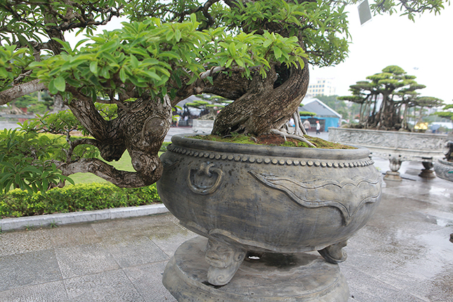 Cây mận rừng 50 tuổi thân nứt như da cá sấu giá hơn 1 tỷ-11