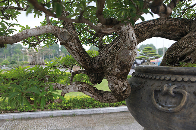 Cây mận rừng 50 tuổi thân nứt như da cá sấu giá hơn 1 tỷ-12