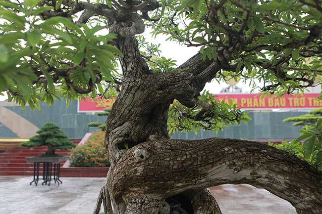 Cây mận rừng 50 tuổi thân nứt như da cá sấu giá hơn 1 tỷ-13