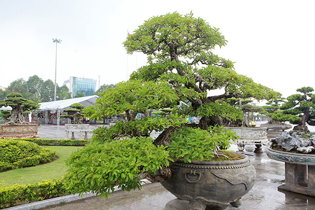 Cây mận rừng 50 tuổi thân nứt như da cá sấu giá hơn 1 tỷ-5