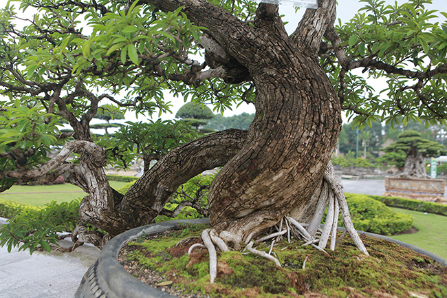 Cây mận rừng 50 tuổi thân nứt như da cá sấu giá hơn 1 tỷ-6