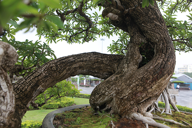 Cây mận rừng 50 tuổi thân nứt như da cá sấu giá hơn 1 tỷ-7