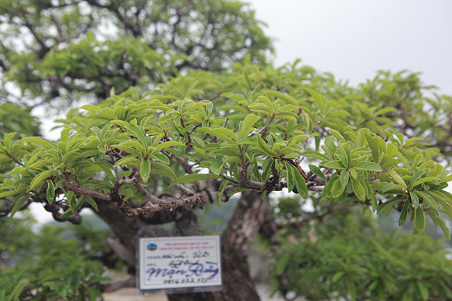 Cây mận rừng 50 tuổi thân nứt như da cá sấu giá hơn 1 tỷ-9