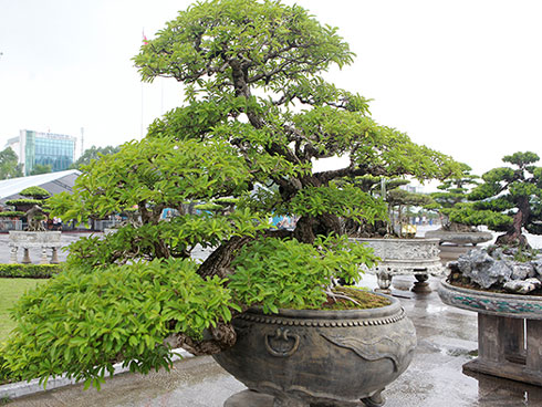 Mận rao bán đầy trên mạng có phải từ Trung Quốc?-3