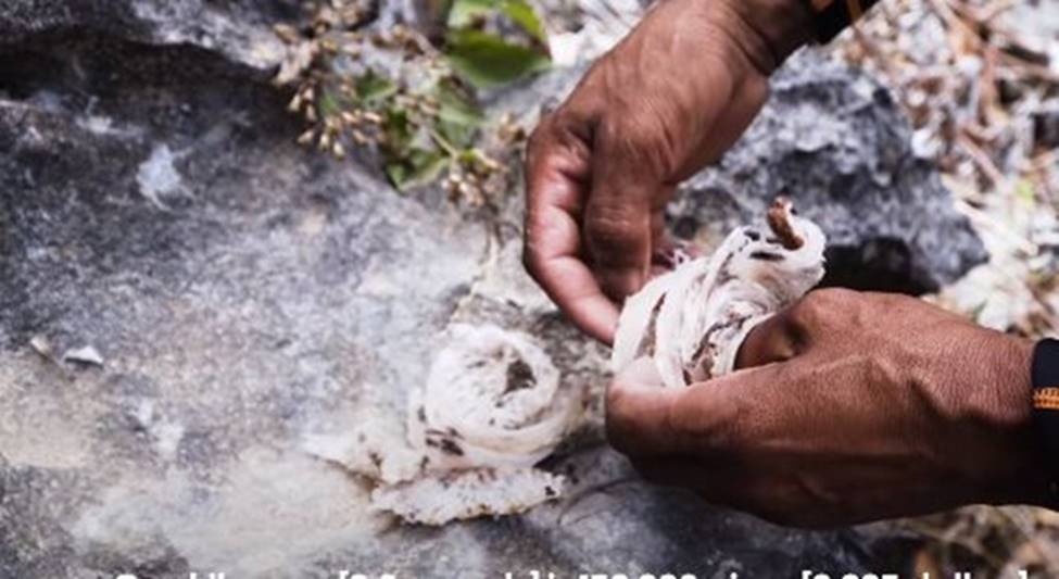 Nghề giỡn mặt tử thần, rơi xuống có thể mất mạng... lấy thứ bán 68 triệu/kg-6