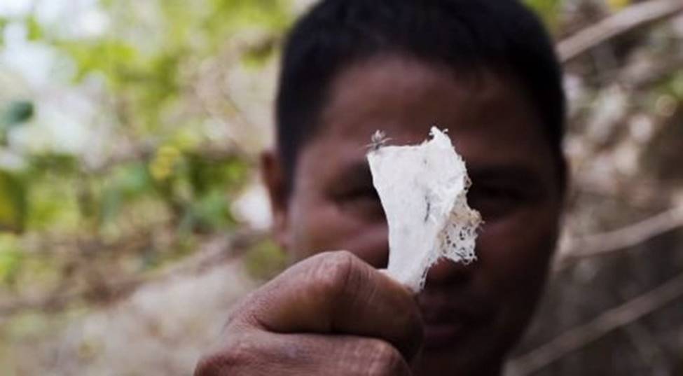 Nghề giỡn mặt tử thần, rơi xuống có thể mất mạng... lấy thứ bán 68 triệu/kg-7