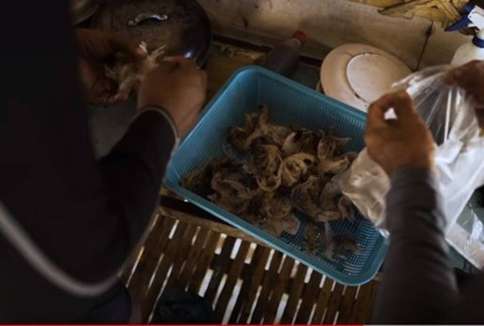 Nghề giỡn mặt tử thần, rơi xuống có thể mất mạng... lấy thứ bán 68 triệu/kg-8