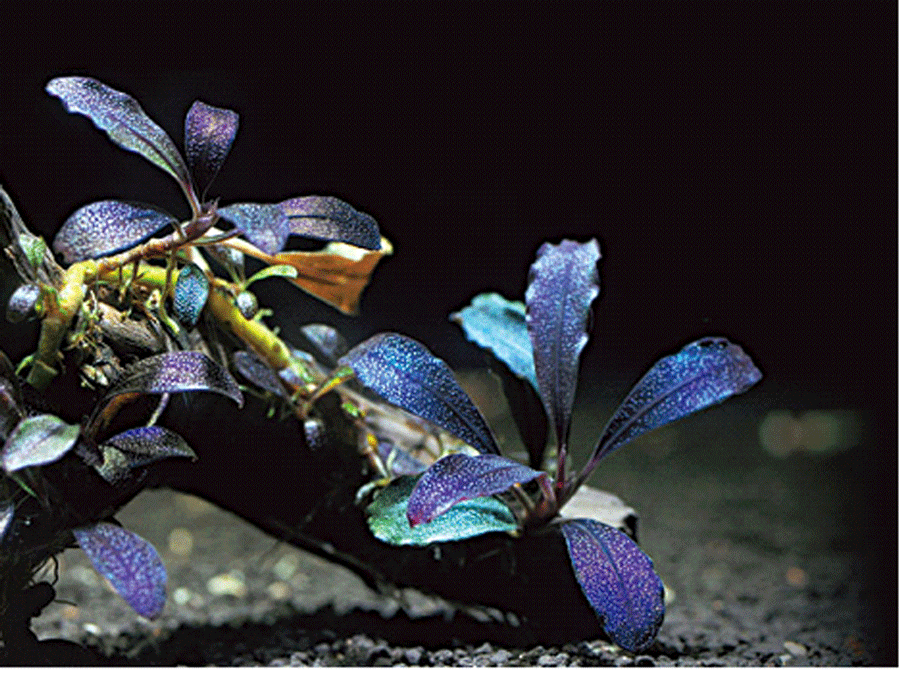 Dân chơi Việt đổ xô săn lùng ngọn cây bóng ma mọc trên hoang đảo-1