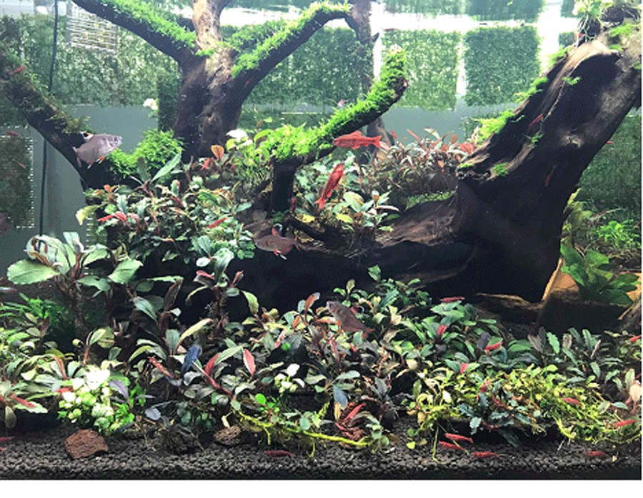 Dân chơi Việt đổ xô săn lùng ngọn cây bóng ma mọc trên hoang đảo-2