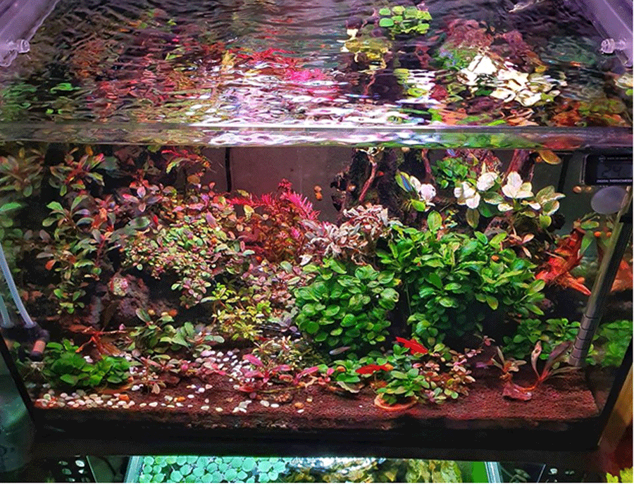 Dân chơi Việt đổ xô săn lùng ngọn cây bóng ma mọc trên hoang đảo-3