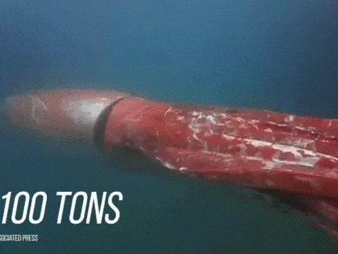 Sự thật về loại mực siêu to đang hút khách-1