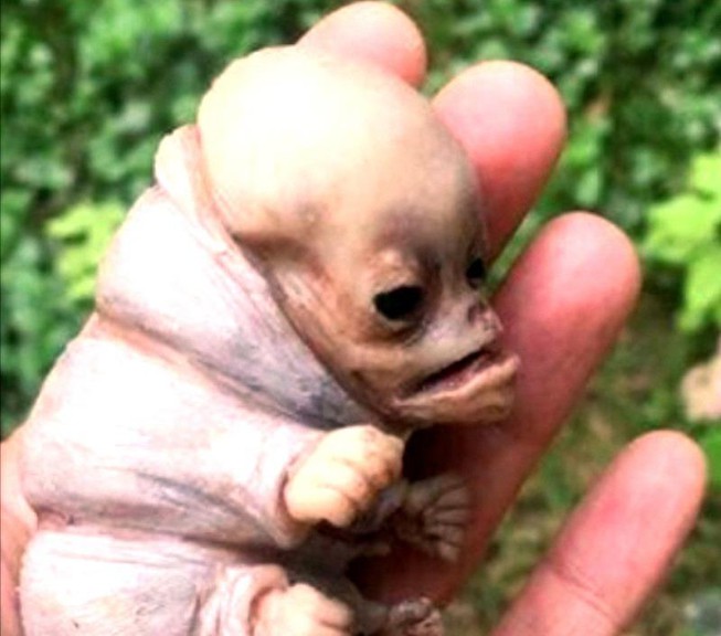 Sinh vật lạ giống người ở Kon Tum chỉ là chuyện bịa đặt-1