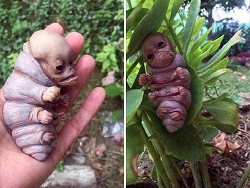 Sinh vật lạ giống người ở Kon Tum chỉ là 'chuyện bịa đặt'