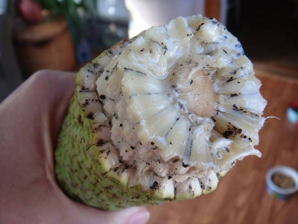 Trái quái vật, ăn khi chưa chín là gặp nguy hiểm, giá bán hơn 90.000 đồng/quả-5