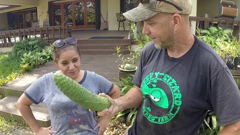 Trái quái vật, ăn khi chưa chín là gặp nguy hiểm, giá bán hơn 90.000 đồng/quả-6