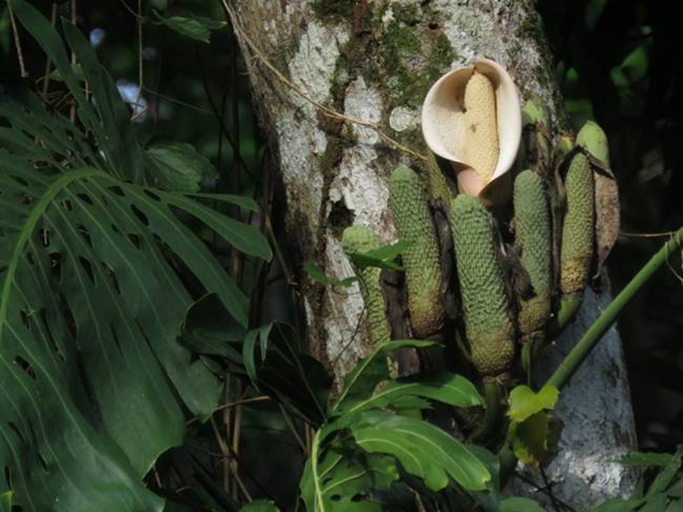 Trái quái vật, ăn khi chưa chín là gặp nguy hiểm, giá bán hơn 90.000 đồng/quả-8