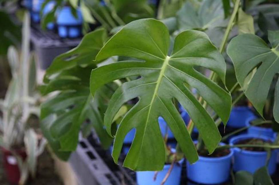 Trái quái vật, ăn khi chưa chín là gặp nguy hiểm, giá bán hơn 90.000 đồng/quả-12