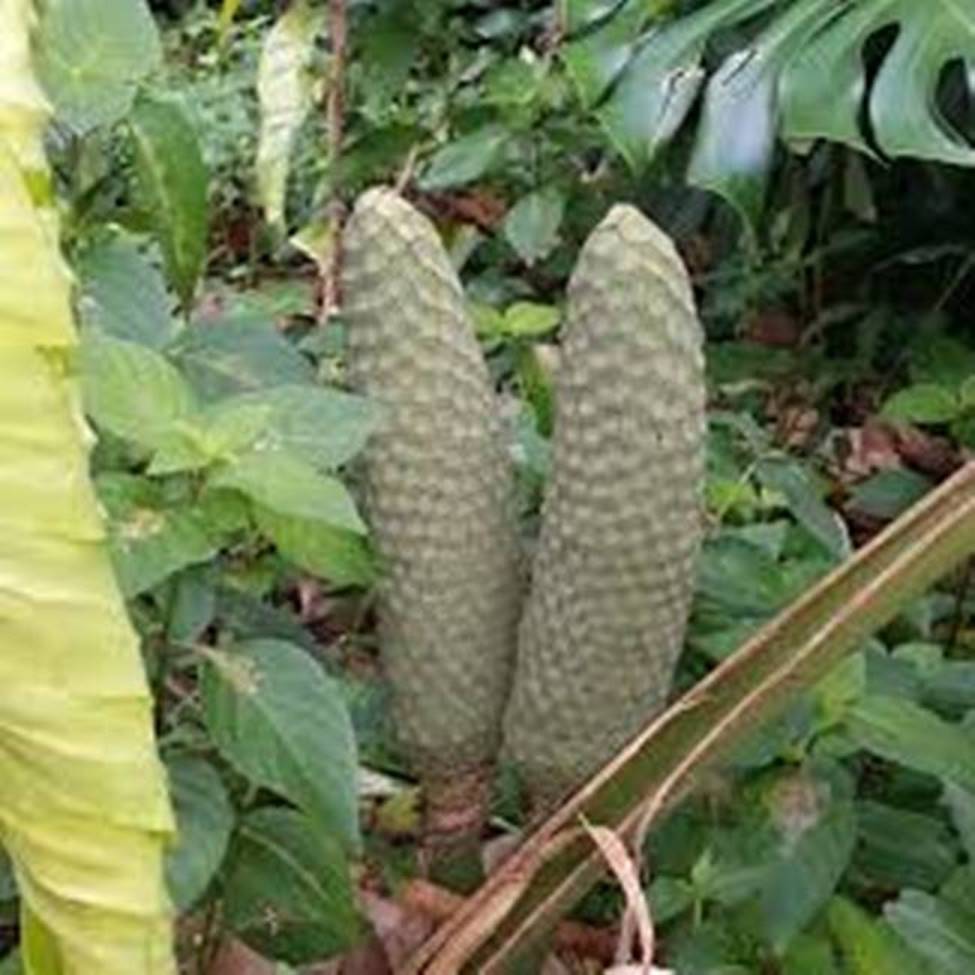 Trái quái vật, ăn khi chưa chín là gặp nguy hiểm, giá bán hơn 90.000 đồng/quả-9