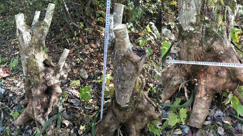 Sự thật giấu kín về gốc cây như củi khô trả 160 triệu không bán-1