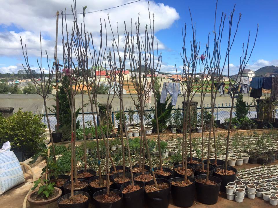 Sự thật giấu kín về gốc cây như củi khô trả 160 triệu không bán-3