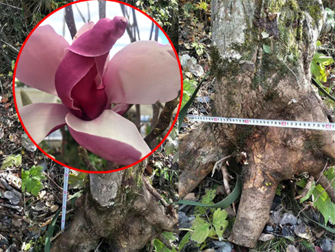 Cây dâm bụt mọc bờ rào, vào tay nghệ nhân thành siêu phẩm giá hơn 300 triệu-14