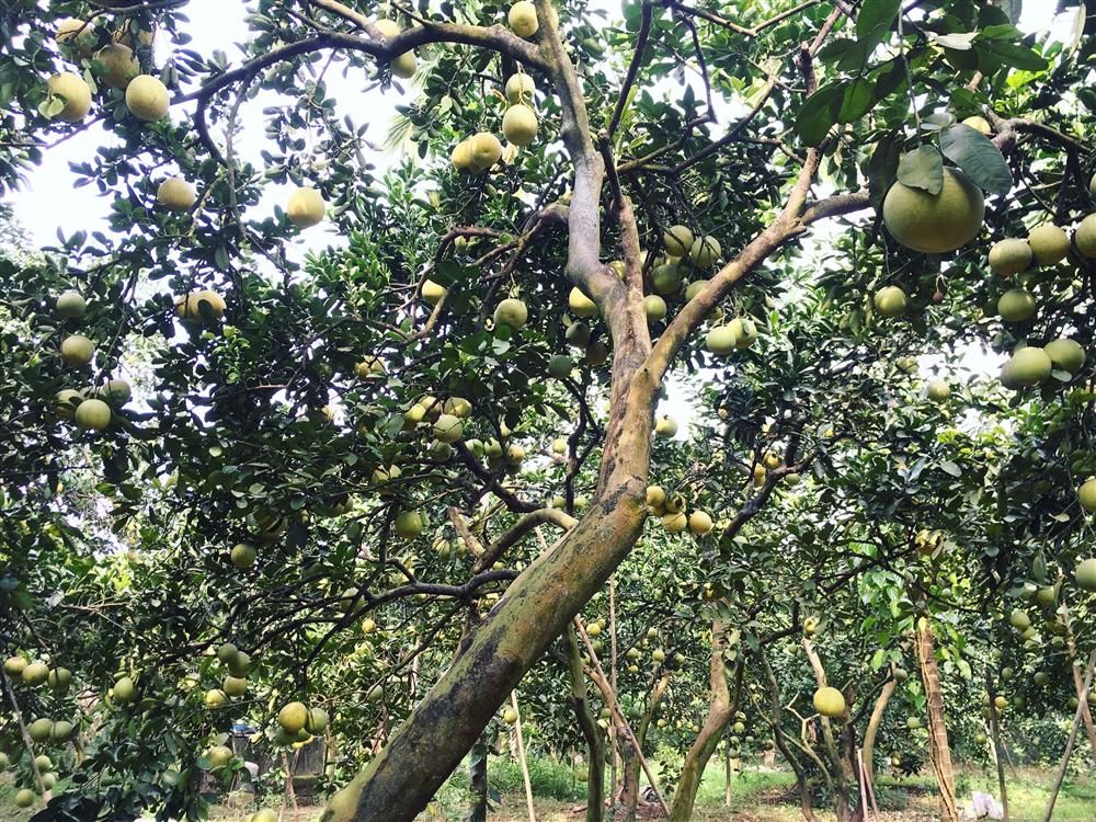 Đại gia Hà Thành chơi trội, bao trọn vườn bưởi cổ 2.000 quả ăn Tết-1